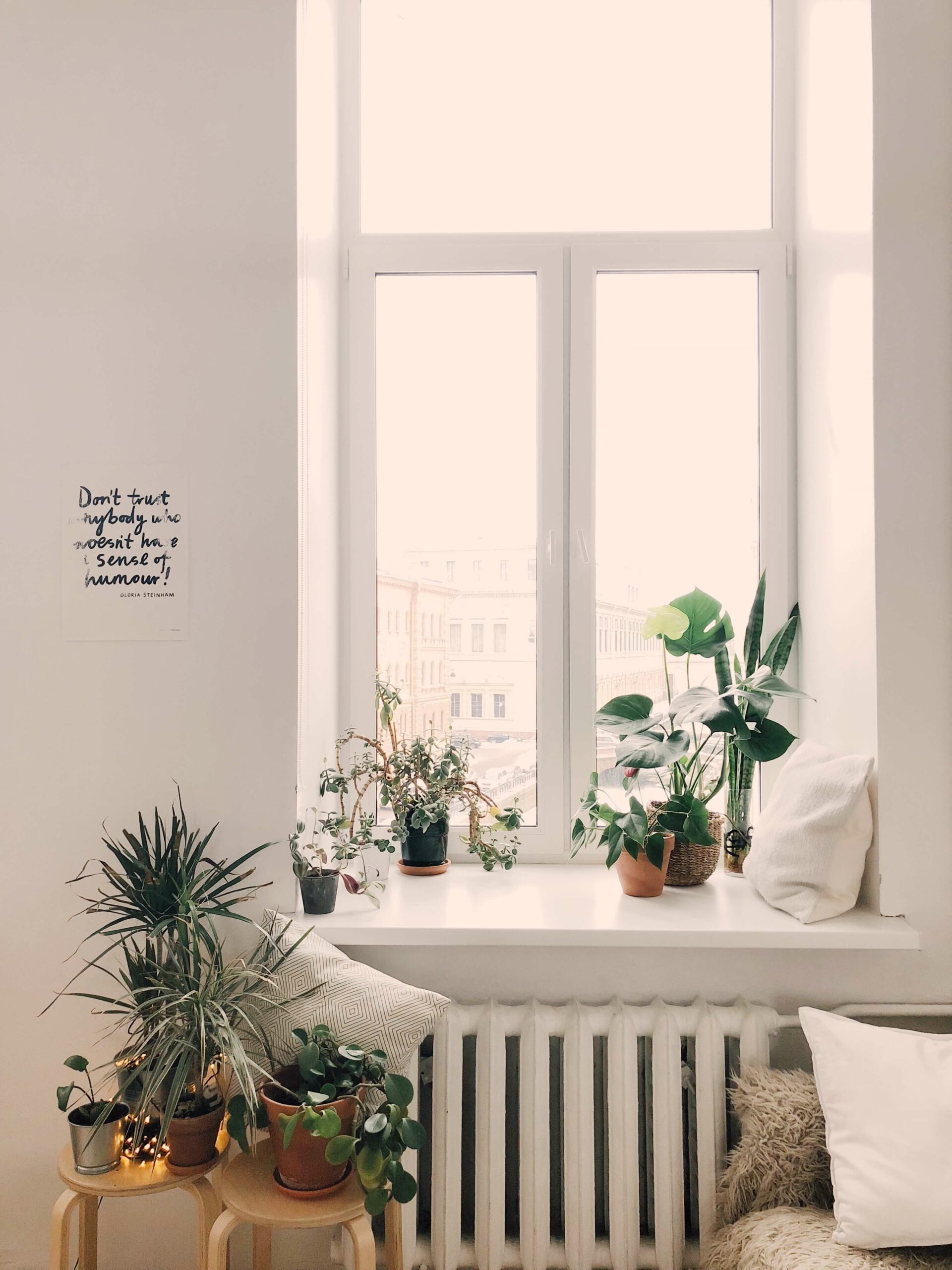 chassis avec plantes intérieures